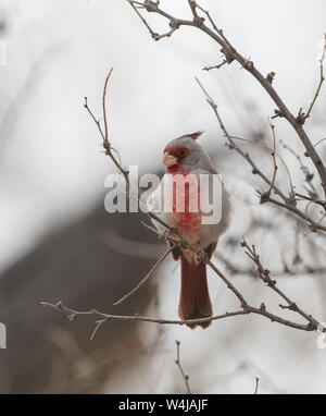 Le Cardinal Pyrrhuloxia désert mâle Banque D'Images