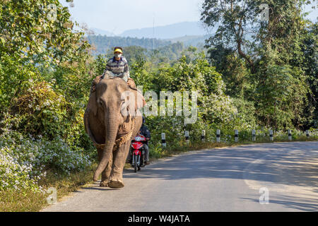 Luang Prabang, Laos - 21 décembre 2013 : un homme monté sur un elephanto de faire du vrai travail de transport sur une route au Laos, sans touristes autour de Banque D'Images