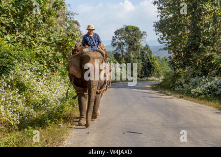 Luang Prabang, Laos - 21 décembre 2013 : un homme monté sur un elephanto de faire du vrai travail de transport sur une route au Laos, sans touristes autour de Banque D'Images