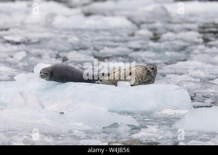 Le phoque commun, le Prince William Sound, Alaska Banque D'Images