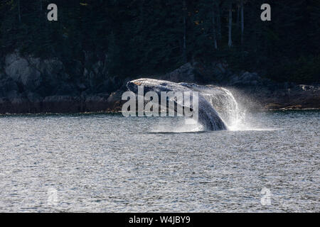 Violer, baleine à bosse, la Forêt Nationale Tongass en Alaska. Banque D'Images