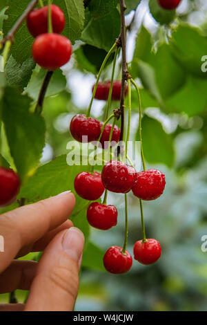Quelques tas de matières organiques frais mûrs de cerise rouge vif sur branche d'arbre. Les doigts de la femme sont en train d'atteindre les fruits, entourée de feuilles vertes et couvertes par le wat Banque D'Images