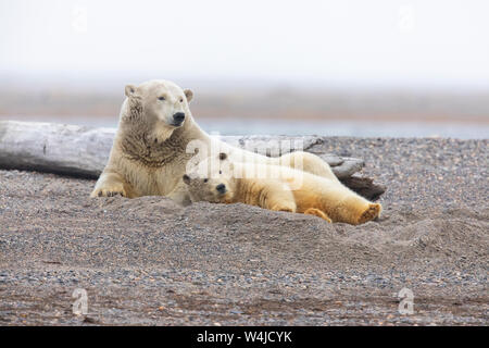 L'ours polaire (Ursus maritimus), Arctic National Wildlife Refuge, en Alaska. Banque D'Images