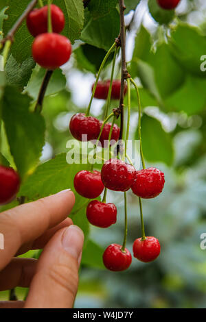 Quelques tas de matières organiques frais mûrs de cerise rouge vif sur branche d'arbre. Les doigts de la femme sont en train d'atteindre les fruits, entourée de feuilles vertes et couvertes par le wat Banque D'Images