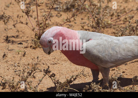 Cacatoès Rosalbin naturel portrait prises au Cape Range National Park dans l'ouest de l'Australie Banque D'Images