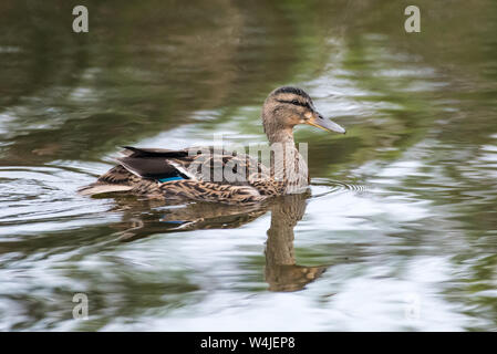 Canard bleu sarcelle d'une réflexion sur la surface de l'eau dans l'estuaire tout en restant à flot. Banque D'Images