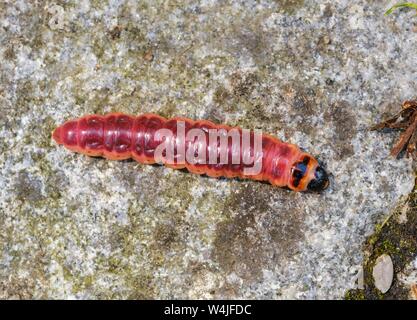 De Caterpillar (chèvre) cossus cossus, Bavière, Allemagne Banque D'Images