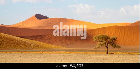 Dunes de sable dans la lumière du matin, en face camelthorn tree (Acacia erioloba), Sossusvlei, Namib-Naukluft National Park, Namibie Banque D'Images