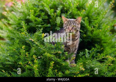 Chat-tigre (Felis silvestris catus), un œil aveugle, assis en if, Autriche Banque D'Images