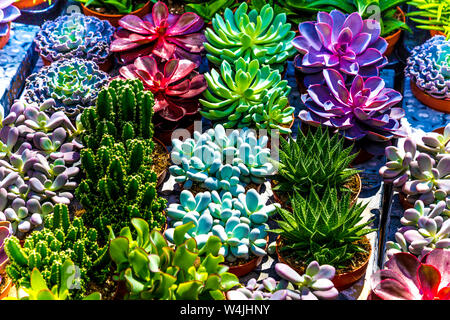 Les plantes succulentes en vente au marché de la chapelle, Angel, Londres, UK Banque D'Images