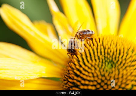 La succion de l'abeille du nectar de fleur jaune à Umea Banque D'Images