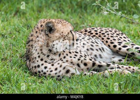 Le Guépard (Acinonyx jubatus) se reposant après un gros repas, Grumeti Game Reserve, Serengeti, Tanzanie Banque D'Images