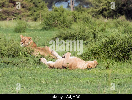 Un lion se détendre pendant que l'autre fait le guet, Grumeti Game Reserve, Serengeti, Tanzanie Banque D'Images