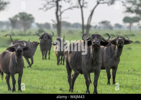 Buffle vigilante dans la nouvelle herbe, Grumeti Game Reserve, Serengeti, Tanzanie Banque D'Images