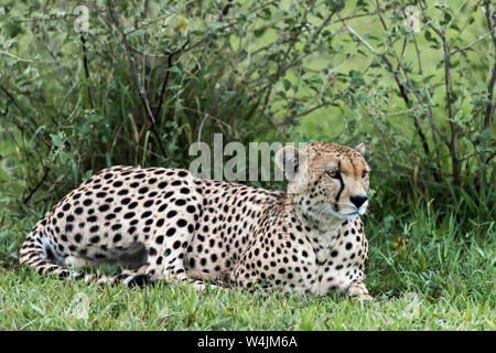 Guépard mâle se détendre mais toujours alerte, Grumeti Game Reserve, Serengeti, Tanzanie Banque D'Images