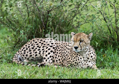 Guépard mâle au repos dans l'herbe, Grumet Game Reserve, Serengeti, Tanzanie Banque D'Images