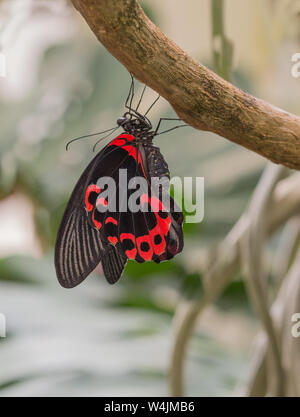 Papillon mormon écarlate Banque D'Images