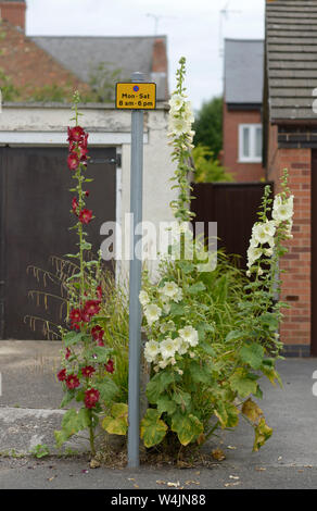 Les fleurs avec parking sign. Banque D'Images