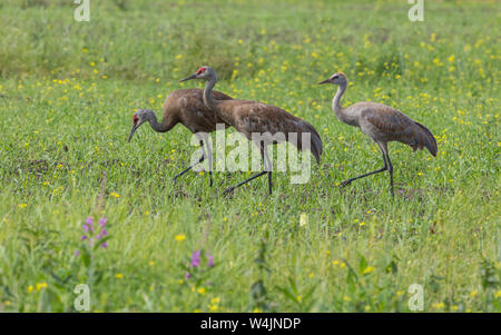 La famille de la grue du moindre Sandhill à Creamer's Field, en Alaska Banque D'Images