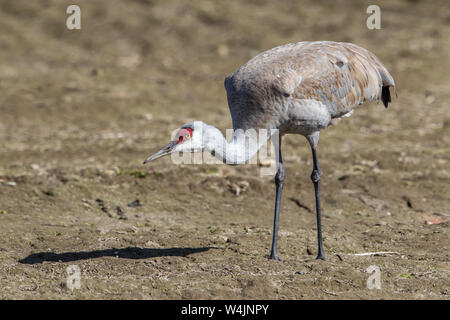 Grue de sable dans un champ d'alimentation Banque D'Images