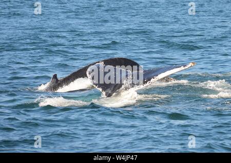 Une paire de baleines à bosse descendre à la profondeur de banc Stellwagen Bank dans les eaux du Cap Cod. Banque D'Images