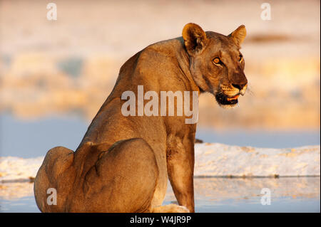 Lioness (Panthera leo) au trou d'eau de Nebrowni, parc national d'Etosha, Namibie Banque D'Images