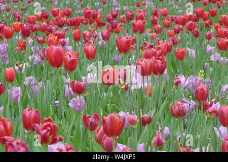 Tulipes rouges et violets à Dallas Arboretum and Botanical Garden Banque D'Images