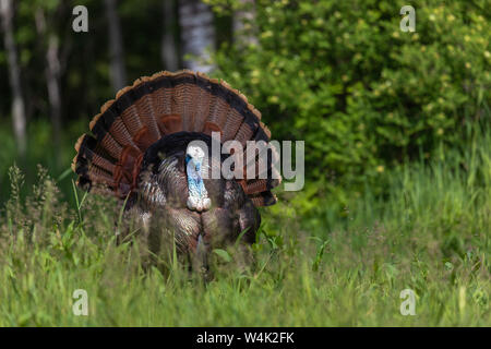 Tom la Turquie se pavaner pour une poule dans le nord du Wisconsin. Banque D'Images