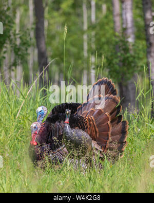 Tom dindes pavane pour une poule leurre dans le nord du Wisconsin. Banque D'Images