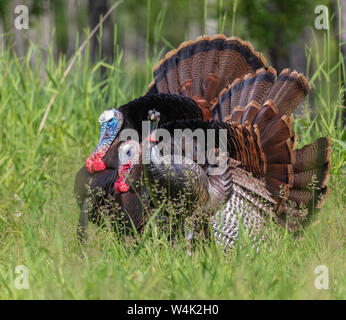 Tom dindes pavane pour une poule leurre dans le nord du Wisconsin. Banque D'Images