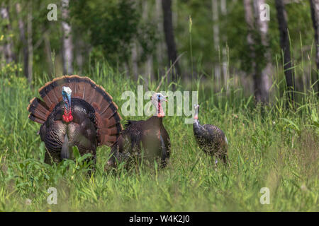 Tom dindes pavane pour une poule leurre dans le nord du Wisconsin. Banque D'Images