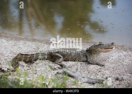 Jeune Alligator en Louisiane Banque D'Images