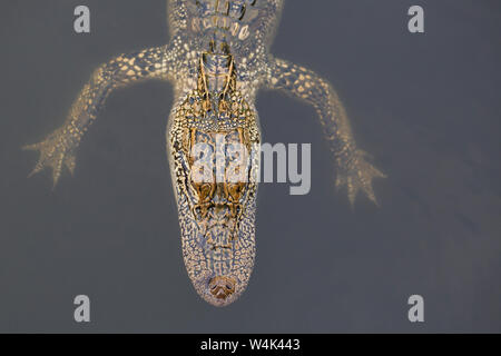 Jeune Alligator en Louisiane Banque D'Images