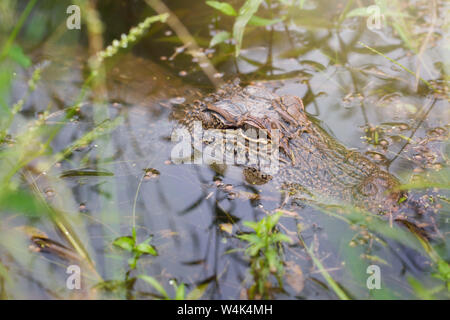 Jeune Alligator tapi dans l'herbe Banque D'Images