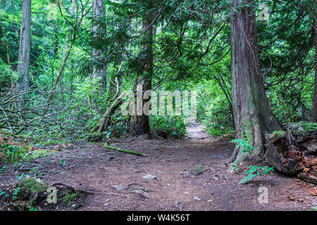 sentier de randonnée pédestre dans la forêt entouré de buissons verts et d'arbres sur l'île de vancouver. Banque D'Images