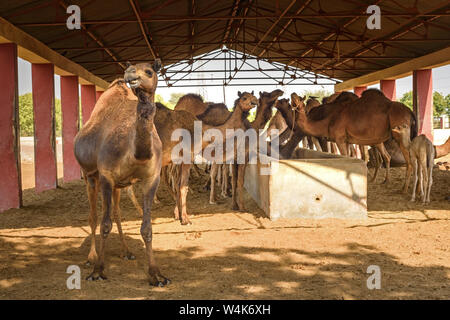 Des chameaux dans Centre National de Recherche sur les chameaux. Bikaner. Le Rajasthan. L'Inde Banque D'Images