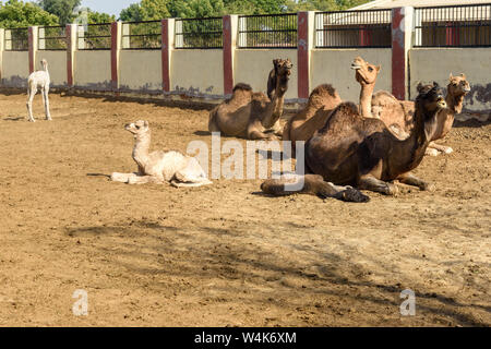 Les chameaux avec bébé chameaux dans Centre National de Recherche sur les chameaux. Bikaner. Le Rajasthan. L'Inde Banque D'Images