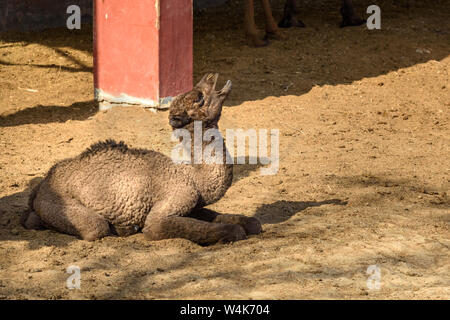 Baby Camel en Centre National de Recherche sur les chameaux. Bikaner. Le Rajasthan. L'Inde Banque D'Images