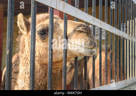 Camel en Centre National de Recherche sur les chameaux. Bikaner. Le Rajasthan. L'Inde Banque D'Images