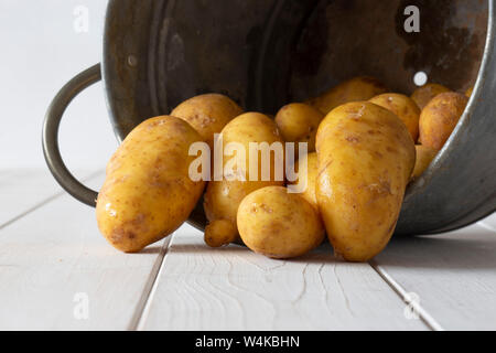 Les pommes de terre biologiques, fraîchement cueillies, dans un récipient en métal godet. On a white background Banque D'Images