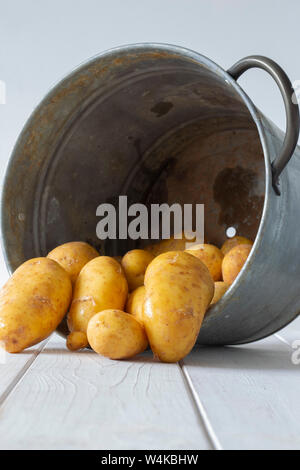 Les pommes de terre biologiques, fraîchement cueillies, dans un récipient en métal godet. On a white background Banque D'Images