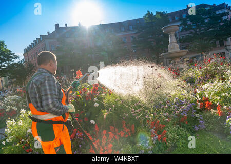 Munich, Allemagne. 24 juillet, 2019. Un employé de la ville arrosée de lits de fleurs au Gärtnerplatz dans la matinée. L'Allemagne est confrontée à une vague de chaleur - et déjà le Mercredi ce sera clairement visible dans de nombreux domaines. Crédit : Peter Kneffel/dpa/Alamy Live News Banque D'Images