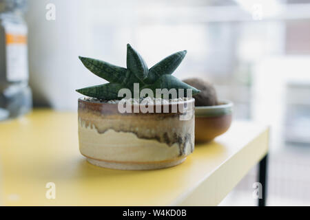 Dans boncellensis Sansevieria pot en céramique Banque D'Images