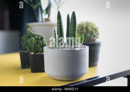 Sansevieria cylindrica Bojer ex Hook. Dans stuckyi Sansevieria pot de ciment gris Banque D'Images