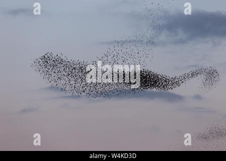 Nuée d'oiseaux de prendre une belle forme dans le ciel Banque D'Images