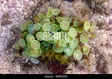 Nom scientifique : Acetabularia sp., également connu sous le nom de Mermaid's wineglass en raison de sa forme. Une belle espèces marines d'algues vertes sous l'eau en fleurs. Banque D'Images