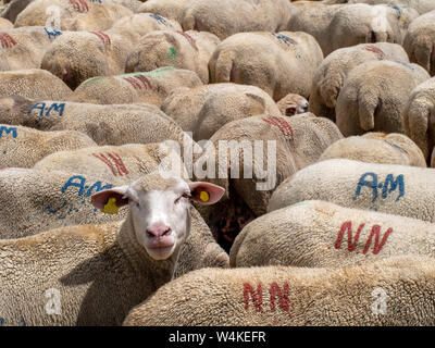 Moutons européennes, méditerranéennes, troupeau, l'un regardant la caméra. La production de viande et de lait, l'agriculture rurale. L'Italie. Banque D'Images