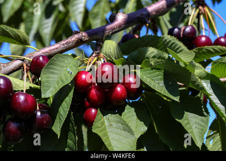 Cerises hanging on a cherry tree branch. Banque D'Images
