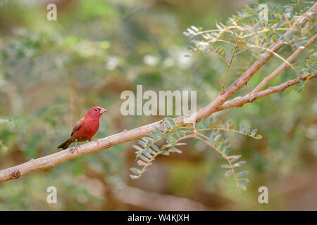 Red-billed Firefinch Lagonosticta senegala -, belle petit rouge oiseau percheur de buissons africains et des jardins, au Sénégal. Banque D'Images