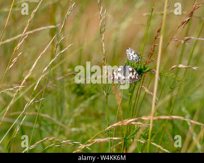 Deux papillons blancs marbrés dans l'habitat, la nature. Melanargia galathea frais généraux et vues de profil. Banque D'Images